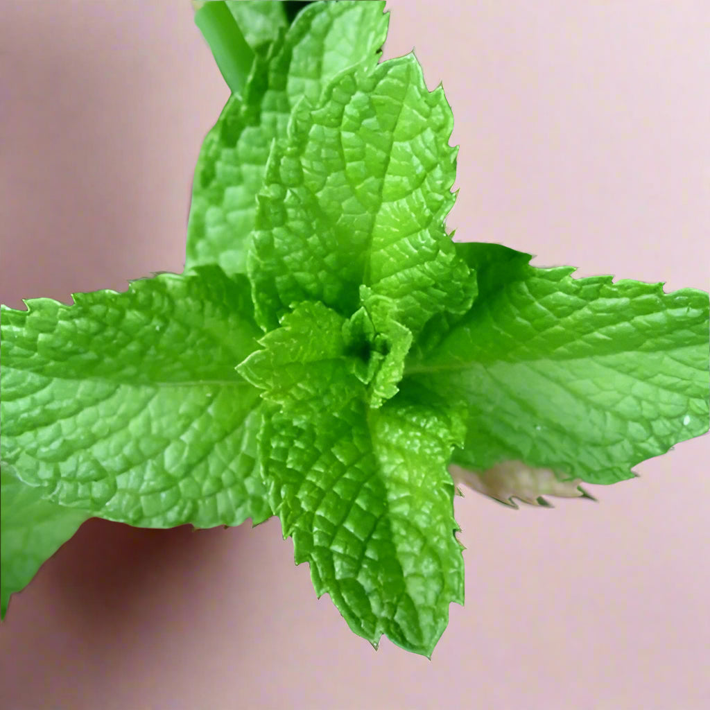 Hand and Body Lotion Tropical Collection “Everyday hydration with a tropical twist.”